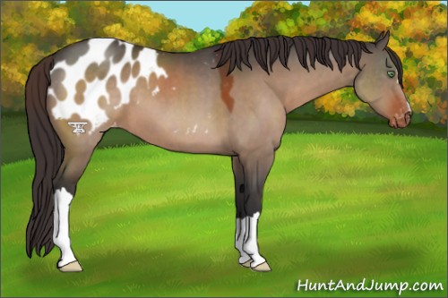 Horse Color:Brown Dun Blanket 