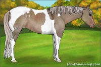 Horse Color:Silver Grullo Tobiano Appaloosa 