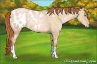 Horse Color:Buckskin Pearl Dun Blanket 