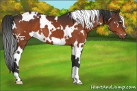 Horse Color:White Spotted Brown 