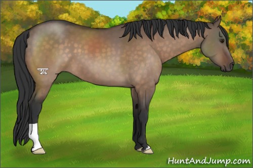Horse Color:Brown Dun