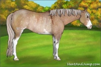 Horse Color:Silver Brown Dun Sabino Rabicano 