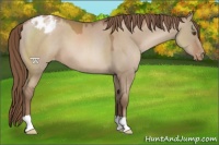 Horse Color:Grullo Pearl Varnish 