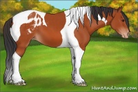 Horse Color:Brown Tobiano Blanket 