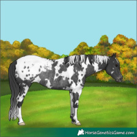 Horse Color:White Spotted Black Blanket Rabicano 
