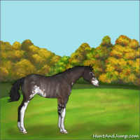 Horse Color:Gray Brown Sabino Rabicano