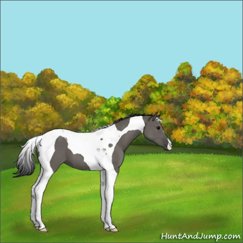 Horse Color:Grullo Tobiano
