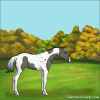 Horse Color:Grullo Tobiano