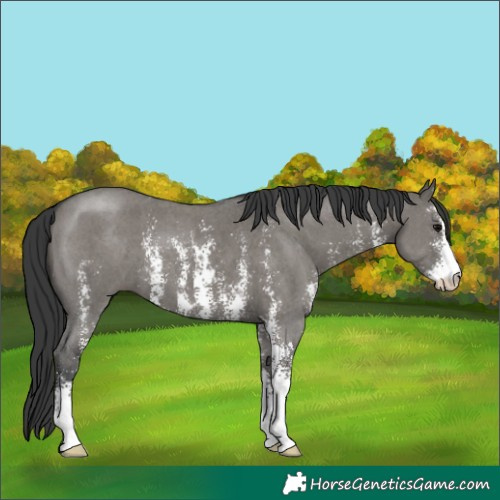 Horse Color:Grullo Sabino