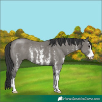 Horse Color:Grullo Sabino 
