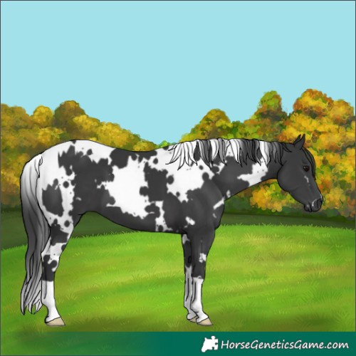 Horse Color:White Spotted Black 