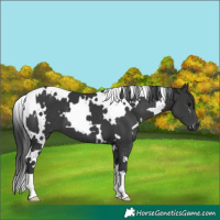 Horse Color:White Spotted Black