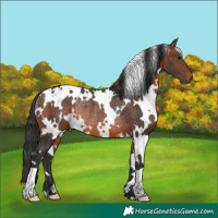 Horse Color:White Spotted Brown Rabicano 