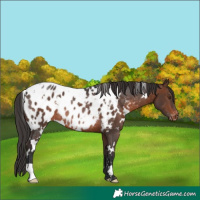 Horse Color:White Spotted Brown Appaloosa Rabicano 