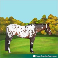 Horse Color:White Spotted Brown Appaloosa Rabicano