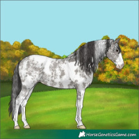 Horse Color:White Spotted Grullo Sabino Appaloosa 