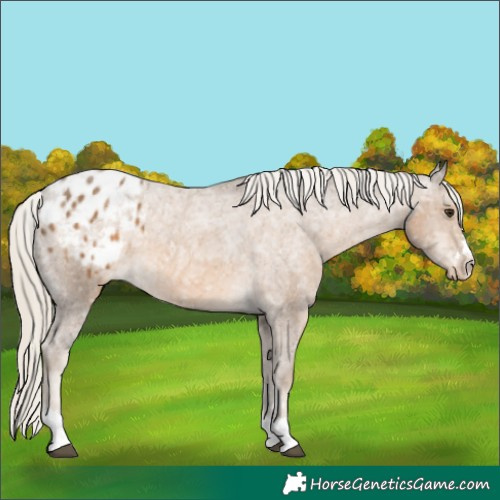 Horse Color:Chocolate Palomino Ice Appaloosa 