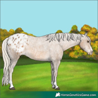 Horse Color:Chocolate Palomino Ice Appaloosa