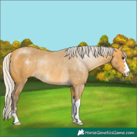 Horse Color:Silver Buckskin Rabicano