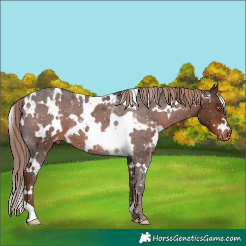 Horse Color:White Spotted Liver Chestnut Appaloosa 