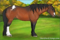 Horse Color:Brown Appaloosa
