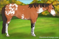 Horse Color:Bay Sabino Appaloosa 