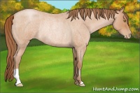 Horse Color:Bay Roan Pearl Rabicano 