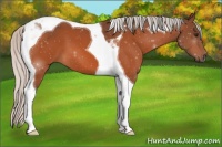 Horse Color:Silver Brown Tobiano