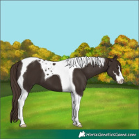 Horse Color:Liver Chestnut Sabino Tobiano 