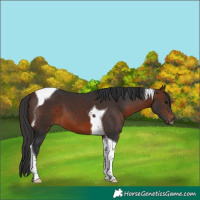 Horse Color:Brown Tobiano 