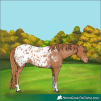 Horse Color:Chestnut Tobiano Appaloosa