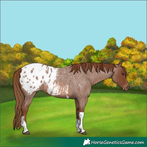Horse Color:Red Roan Tobiano Appaloosa