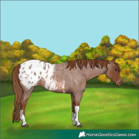Horse Color:Red Roan Tobiano Appaloosa 