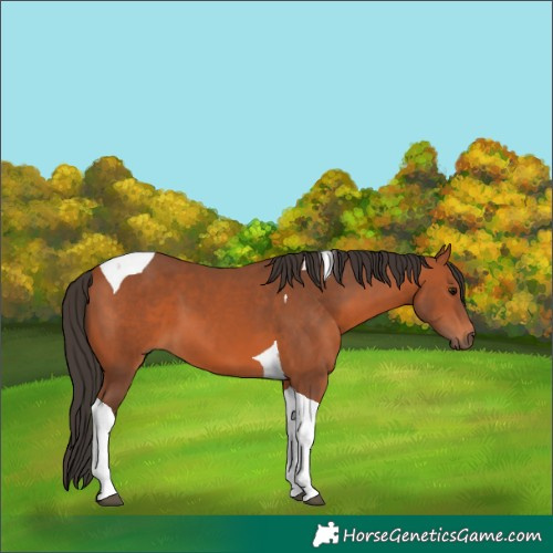Horse Color:Bay Tobiano