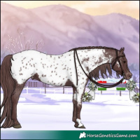 Horse Color:Chocolate Black Appaloosa 