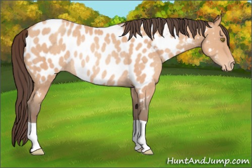 Horse Color:Amber Champagne Appaloosa Rabicano