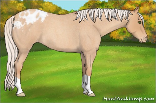 Horse Color:Silver Classic Champagne Roan Varnish 