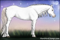 Horse Color:Palomino Appaloosa