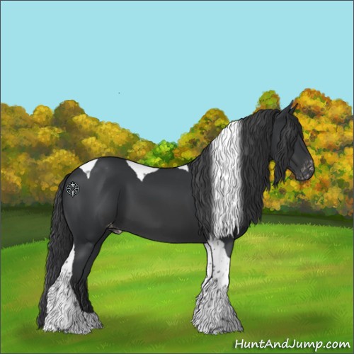 Horse Color:Black Tobiano Appaloosa 