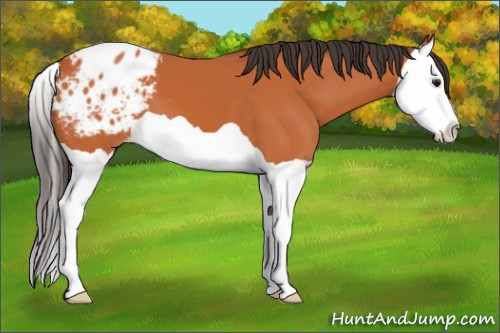Horse Color:Bay Splash Appaloosa 