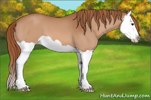 Horse Color:Chestnut Splash
