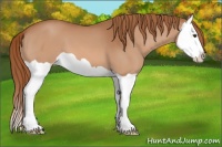 Horse Color:Chestnut Splash