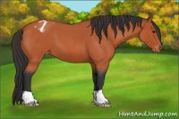 Horse Color:Bay Roan Varnish 