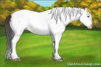 Horse Color:White Spotted Bay Dun Splash