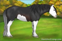 Horse Color:Brown Splash