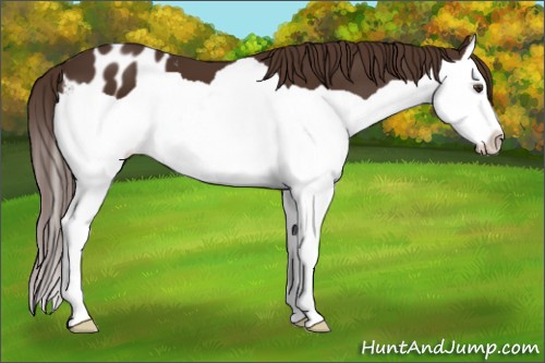 Horse Color:Liver Chestnut Splash Appaloosa