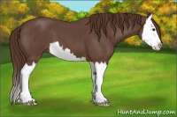 Horse Color:Liver Red Roan Splash