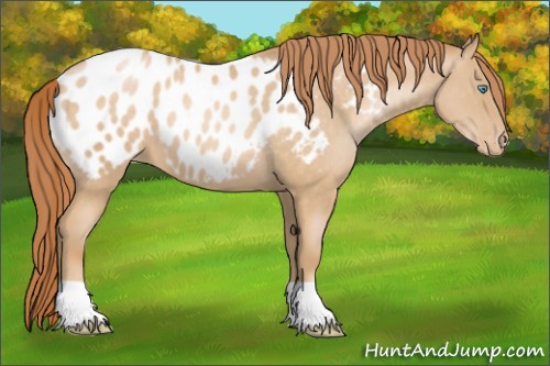 Horse Color:Buckskin Pearl Blanket 