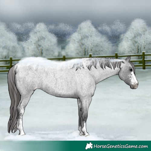 Horse Color:Blue Roan Sabino Appaloosa