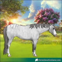 Horse Color:Blue Roan Sabino Varnish 